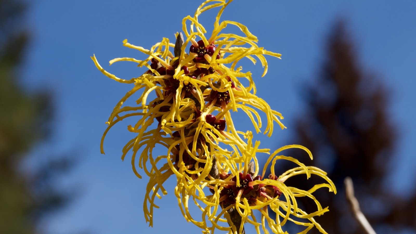 Yellow string-like petals adorn witch hazel flowers, resembling delicate strands woven by nature's hand, adding a vibrant burst of color to the serene green foliage of the plant.