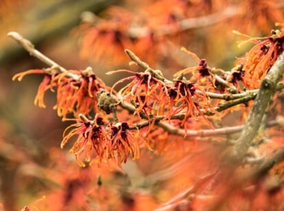 Close-up of a flowering shrub, Hamamelis x intermedia 'Jelena,' one of the popular witch hazel varieties. Hamamelis x intermedia 'Jelena,' commonly known as Jelena Witch Hazel, is a deciduous shrub celebrated for its vibrant and eye-catching features. 'Jelena' produces clusters of fragrant, spidery flowers with narrow, ribbon-like petals. The blossoms range in color from coppery orange to rich amber, creating a warm and captivating display.