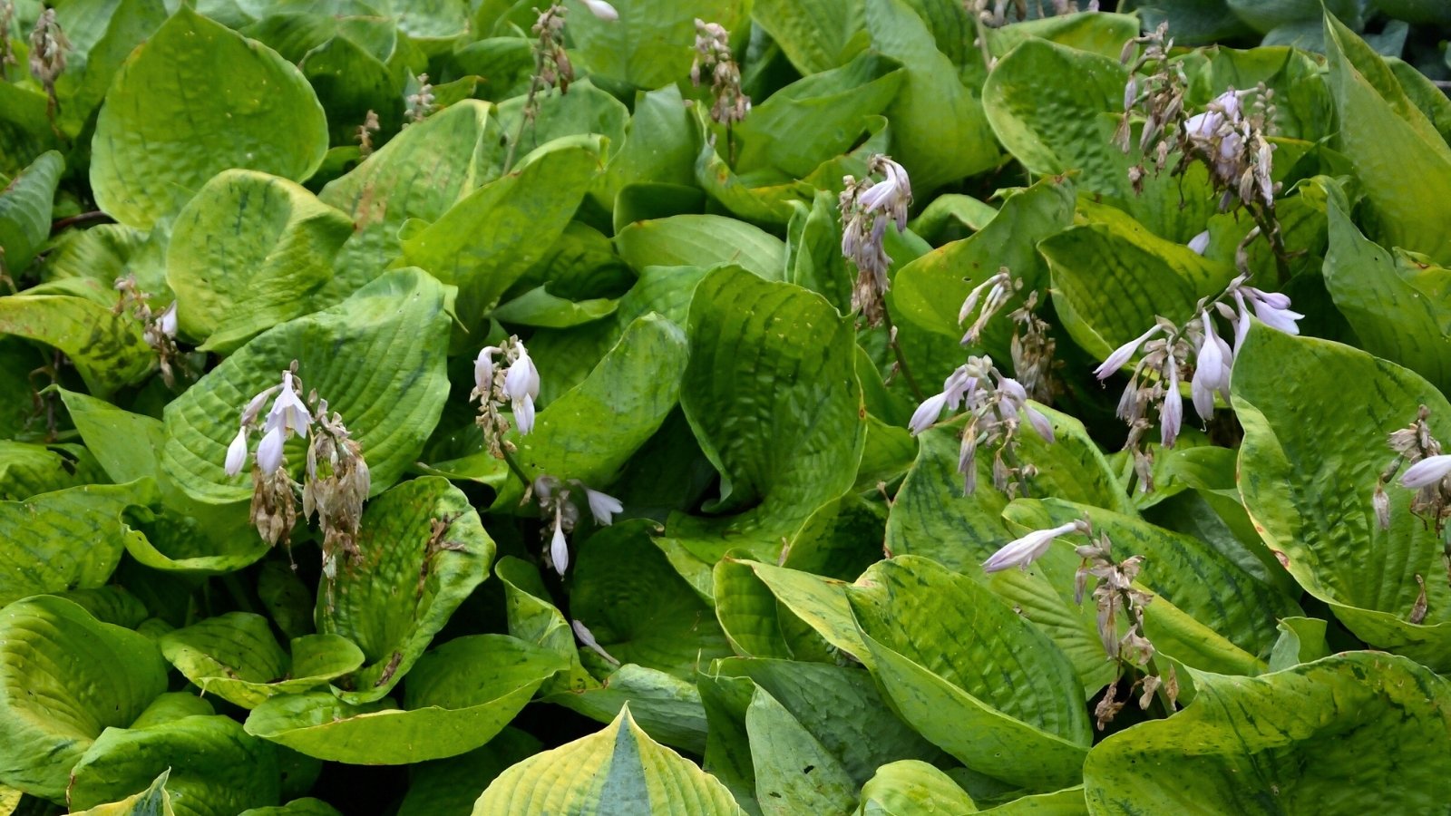 View of growing lush hosta plants with withered flowers, characterized by drooping, faded petals.