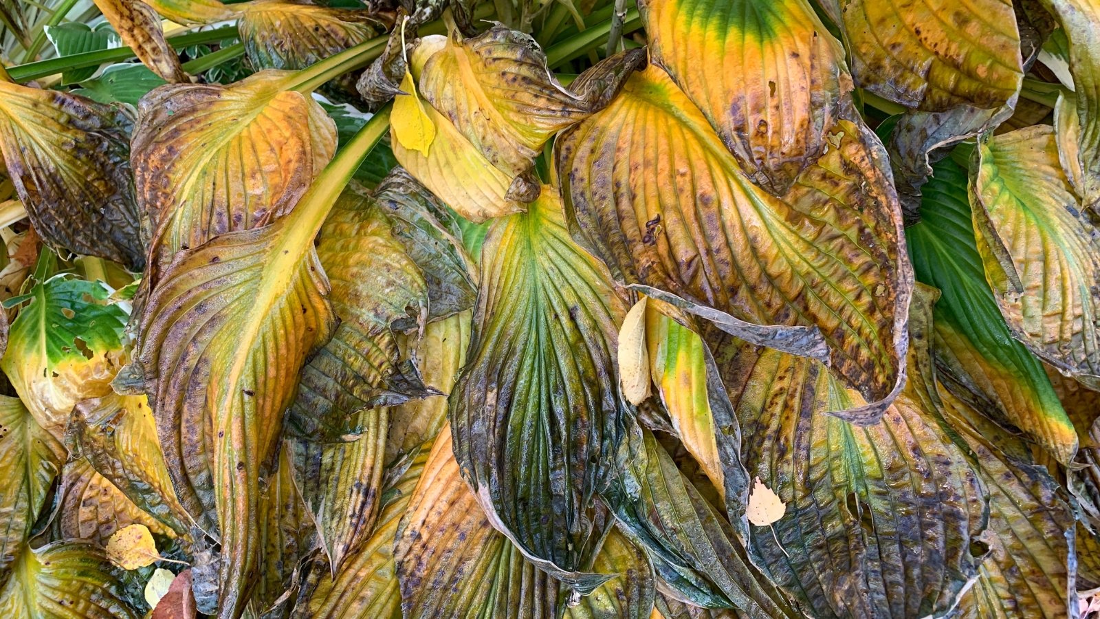 The rotting hosta plant displays yellowing and withered leaves with black and gray dry tips, indicative of decay and decline.