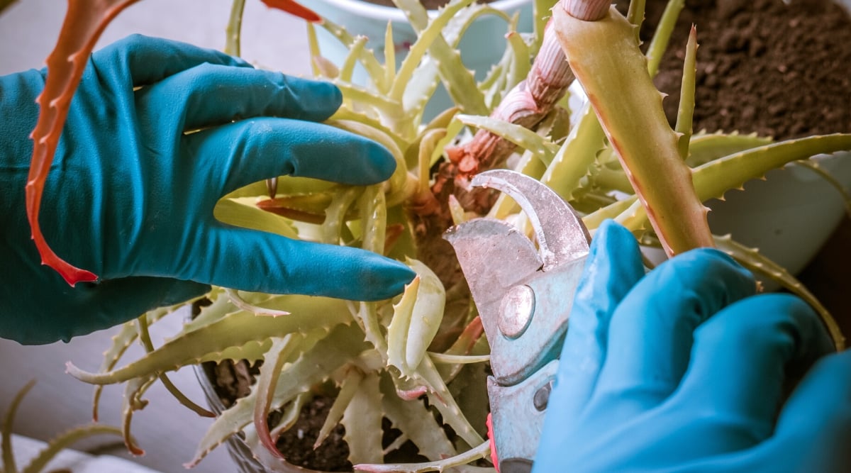 Close-up of female hands in blue gloves pruning damaged Aloe Vera leaves indoors. The gardener trims the leaves using pruning shears. The Aloe Vera plant produces a rosette of elongated, narrow, tapering, succulent leaves that are pale green in color. The edges of the leaves are adorned with small sharp spines. Some leaves have wilted, reddish edges.