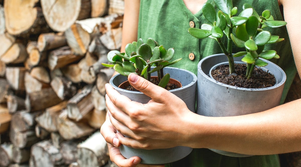 Close-up of a woman holding two potted jade plants against a background of logs in the garden. These succulent plants are in beautiful decorative gray ceramic pots. The plant has upright, succulent stems covered with round, smooth, fleshy, flat, dark green leaves with a glossy texture. The girl is dressed in a dark green linen dress.