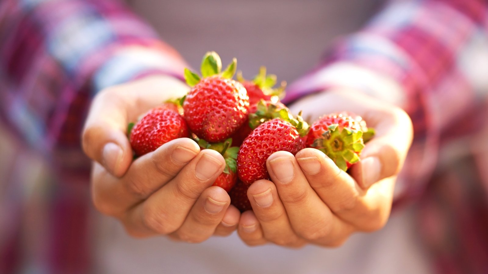 Close-up of female hands holding a handful of fresh strawberries in a sunny garden. Strawberry fruits are characterized by their heart-shaped silhouette and glossy, red exterior with juicy texture. Each fruit is studded with tiny, edible seeds that adorn the surface. The woman is wearing a pink checkered shirt.