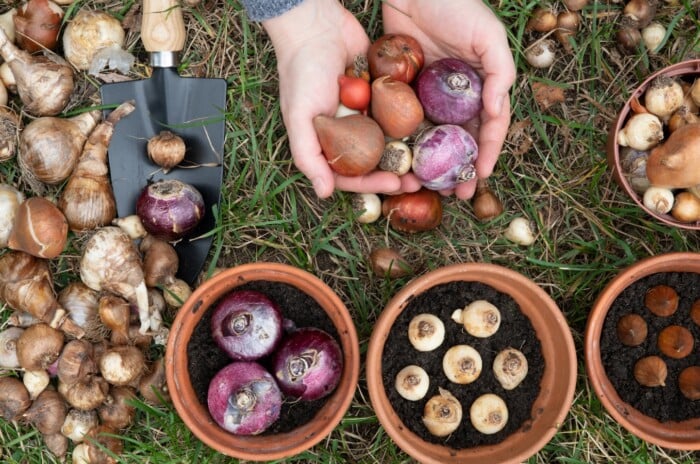 In a lush green field, various bulbs of tulips, hyacinths, and other spring flowers are neatly planted in rustic brown pots, with additional bulbs scattered amidst the verdant grass. A woman cradles multiple tulips, hyacinths, and other bulbs in her hands, showcasing their vibrant potential.