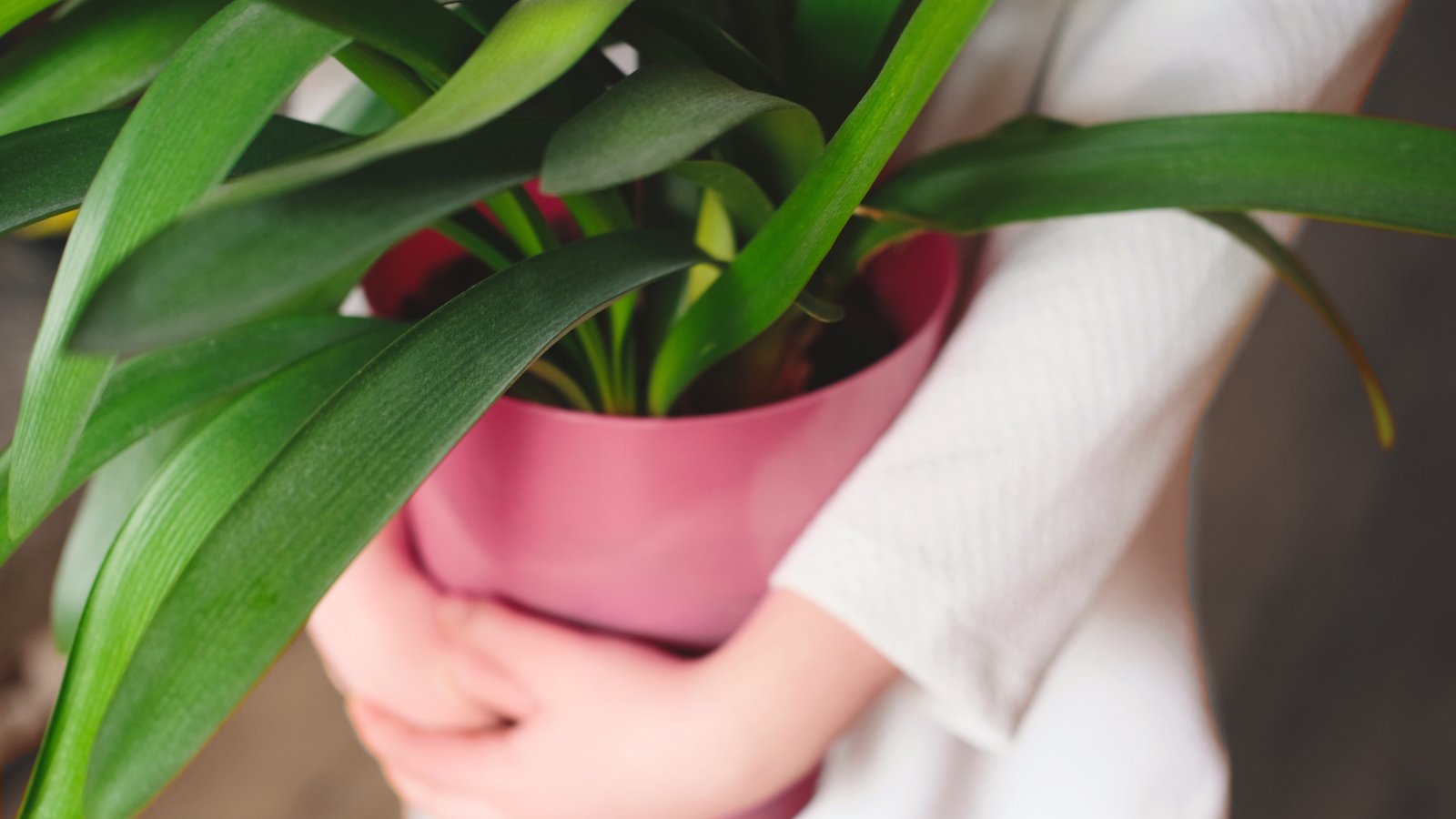 Close-up of a woman holding potted Clivia miniata in her hand, displaying glossy, dark green leaves arranged in a fountain-like tuft, each leaf elongated and strap-like.