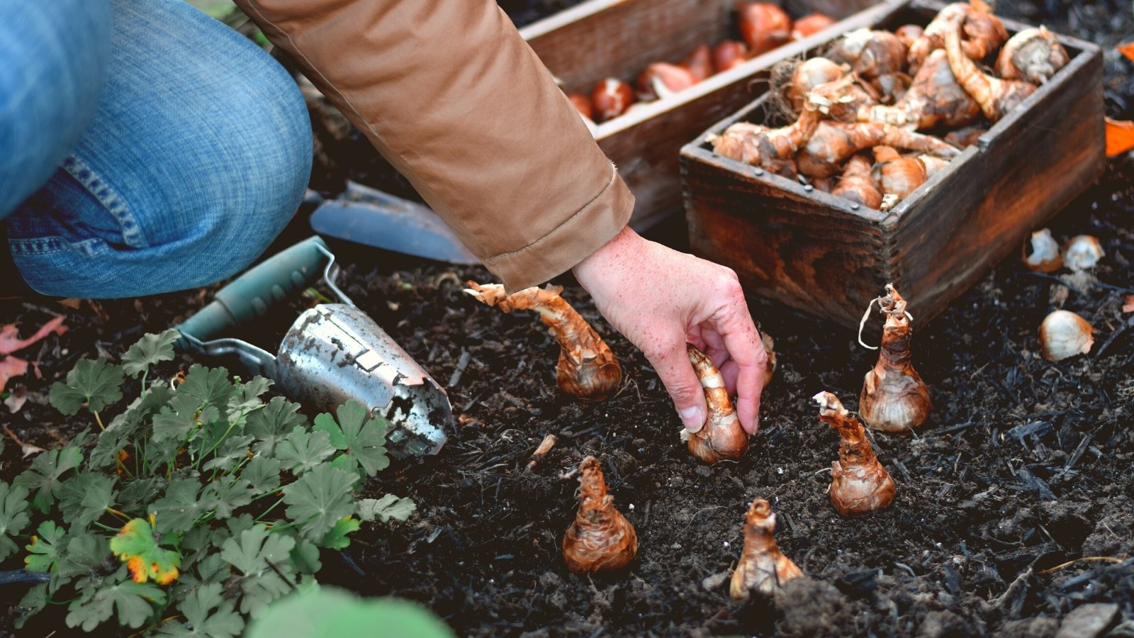 Close-up of a woman planting flower bulbs in the soil in the autumn garden. She is wearing blue jeans and a brown jacket. The bulbs have a cylindrical shape with elongated ends, and are covered with a protective husk of a brown-orange color. On the soil there is a wooden box filled with bulbs.