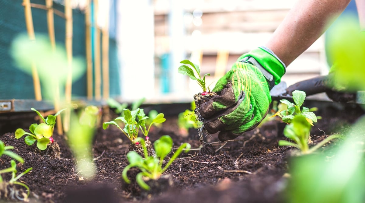 Close-up of a woman wearing a green glove transplanting young radish seedlings in a raised bed garden. The radish plant features lush, bright green leaves that grow in a rosette formation close to the ground, with serrated edges. These leaves emerge from a thick central stem. Below ground, radishes develop crisp, crunchy rounded taproots with a smooth skin and vibrant pink hues.