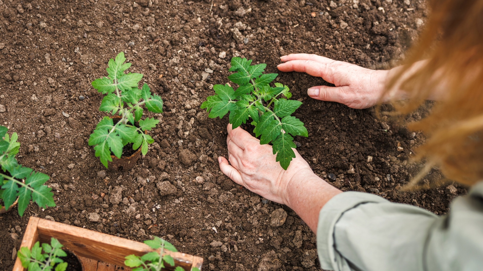 Close-up of a girl planting young tomato seedlings in the soil in the garden. Tomato seedlings are in peat pots. Tomato plants consist of upright, hairy stems with compound leaves that are green in color. The leaves consist of oval lobed leaflets.