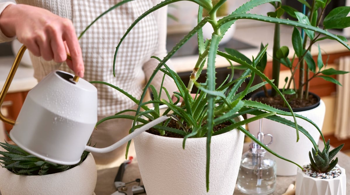 Close-up of a girl watering a potted Aloe Vera in the kitchen among other potted succulents. The girl is wearing a beige checkered apron. She waters the succulent using a white watering can with a gold handle. Aloe vera is a succulent plant with thick, fleshy, lance-shaped leaves arranged in rosettes. The leaves are green with serrated edges.