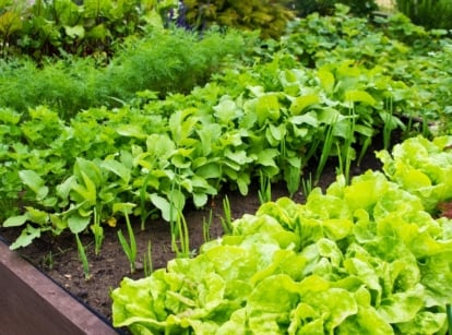 A raised wooden vegetable bed hosts a lush assortment of leafy greens including lettuce and celery, thriving in the garden's embrace. Vibrant hues of green intermingle, forming a vibrant tapestry of nutritious delights awaiting harvest under the sun's gentle caress.