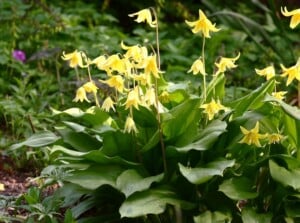 View of woodland plants in the garden. Flowering Erythronium plant on a blurred background. Erythronium features slender, arching stems adorned with one or two nodding, bell-shaped flowers of bright yellow color. The plant produces glossy, mottled leaves that are heart-shaped or lanceolate, adding to its ornamental appeal.