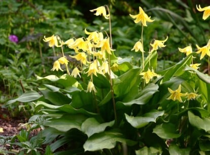 View of woodland plants in the garden. Flowering Erythronium plant on a blurred background. Erythronium features slender, arching stems adorned with one or two nodding, bell-shaped flowers of bright yellow color. The plant produces glossy, mottled leaves that are heart-shaped or lanceolate, adding to its ornamental appeal.