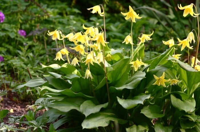 View of woodland plants in the garden. Flowering Erythronium plant on a blurred background. Erythronium features slender, arching stems adorned with one or two nodding, bell-shaped flowers of bright yellow color. The plant produces glossy, mottled leaves that are heart-shaped or lanceolate, adding to its ornamental appeal.