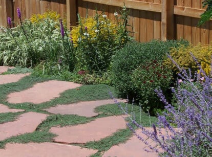 Wooly thyme along flagstones