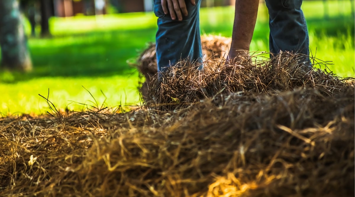 A diligent gardener carefully gathers a bed of nutrient-rich mulch, preparing it for plant nourishment. The blurred background showcases a lush green lawn basking in the warm embrace of sunlight.
