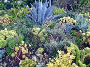 Xeriscape plants