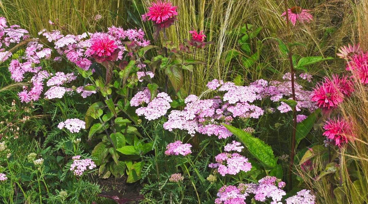 Close-up of blooming Yarrow and Bee Balm in the garden next to ornamental grass. Yarrow has dark green, feathery, fern-like foliage and large, flat clusters of tiny, pale purple flowers. Bee Balm has bright showy red-pink flowers. The flowers are tubular in shape and collected in dense rounded brushes called inflorescences.