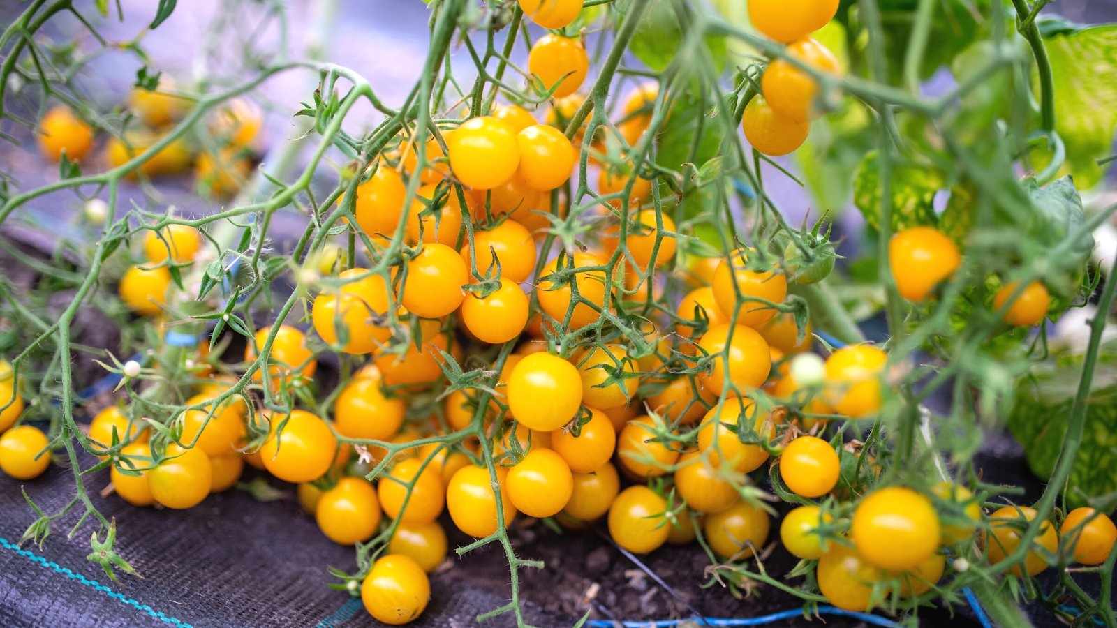 Close-up of ripe yellow cherry tomatoes in a vegetable garden with soil mulched with cloth. Yellow cherry tomatoes exhibit a charming appearance with their bright, golden-yellow hue and petite, round shape. These tomatoes grow in clusters on sprawling, vining plants. The stems of yellow cherry tomato plants are thin and flexible, supporting the weight of the abundant fruit.