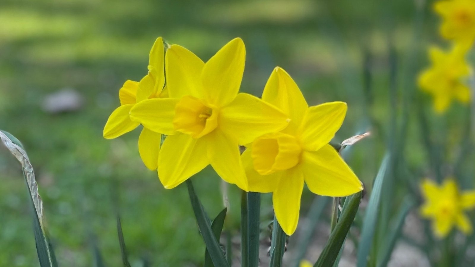 A close-up exhibits Hawera daffodil, featuring clusters of petite, star-shaped blooms in a soft hue of lemon yellow. Its slender stems gracefully support the delicate flowers, creating a delightful sight in any garden setting. Amidst the blooms, the lush green leaves provide a verdant backdrop, enhancing their delicate beauty.