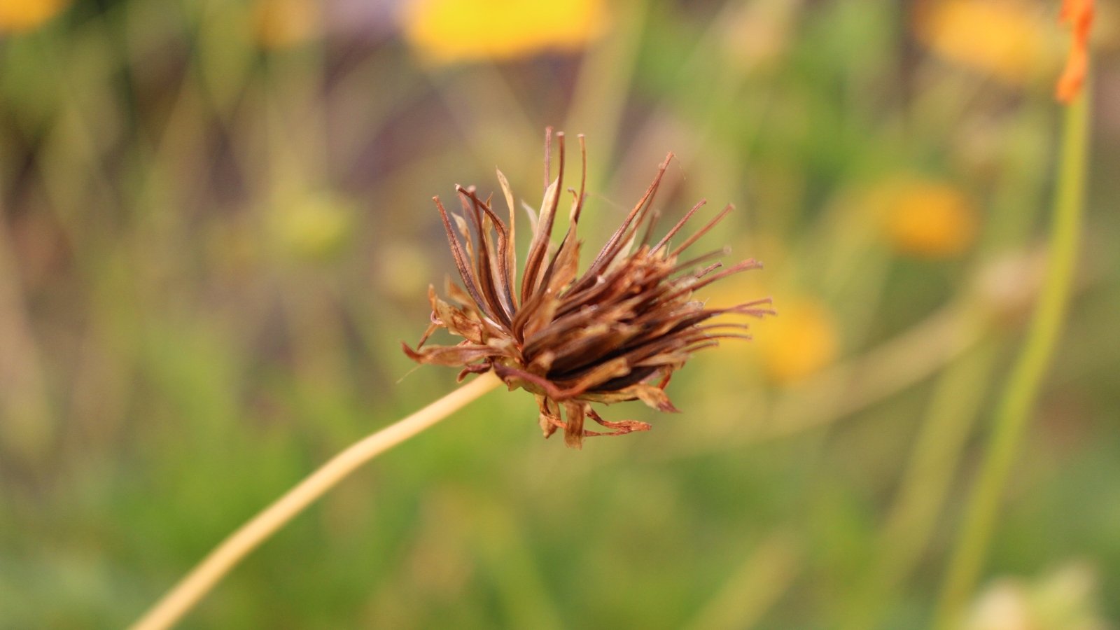 A close-up of a brown cosmos flower seedhead, surrounded by a soft, blurred background of gently swaying green stems, creating a serene and delicate botanical scene.