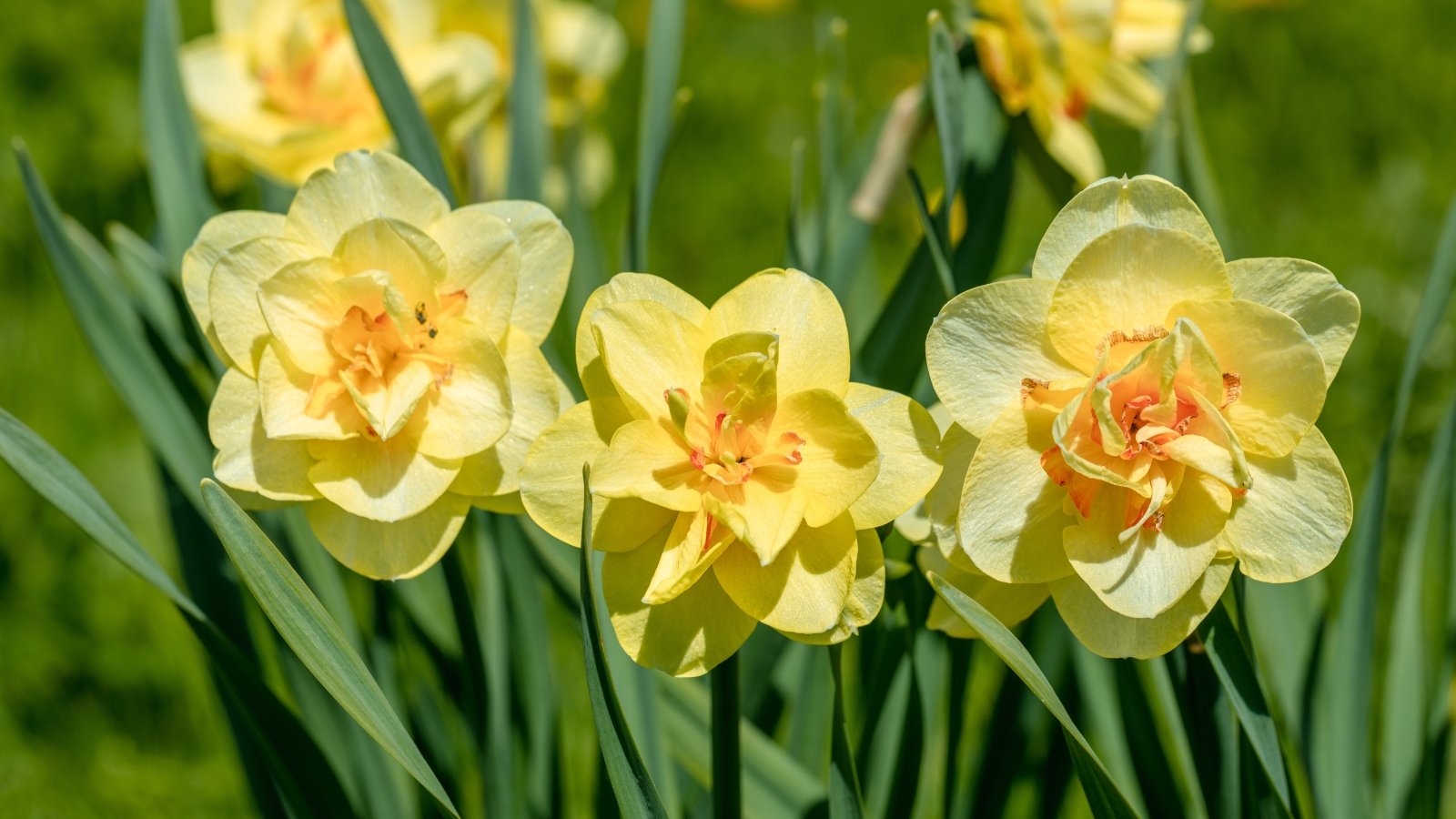 A close-up reveals Tahiti daffodils, their vibrant yellow petals exuding warmth. Each flower boasts a delicate trumpet-shaped center, inviting pollinators with its sweet fragrance. Surrounding the blooms, slender green leaves sway gracefully in the gentle sunlight.