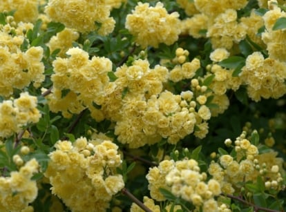 A close-up reveals a cluster of vibrant yellow Banksia roses, their delicate petals unfurling gracefully. Surrounding them, lush green leaves provide a verdant backdrop, enhancing the brilliance of the blossoms in this natural arrangement.