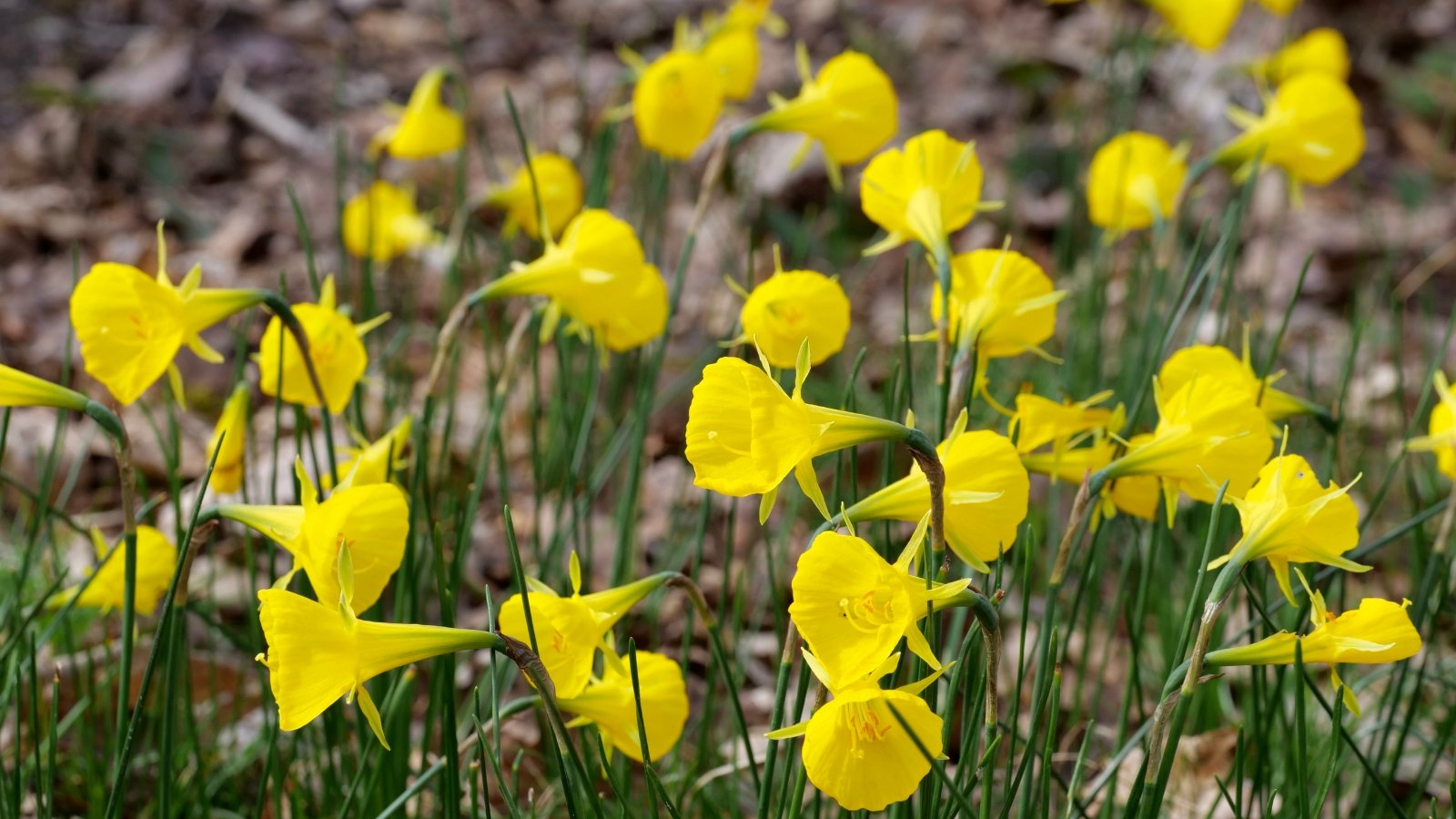 A close-up reveals Hoop Petticoat daffodils, showcasing their vibrant yellow petals with frilly edges. The flowers stand tall atop slender green stems, complemented by slender, elongated leaves that gracefully arch downwards. These daffodils are thriving in rich brown soil, promising a colorful spring display.