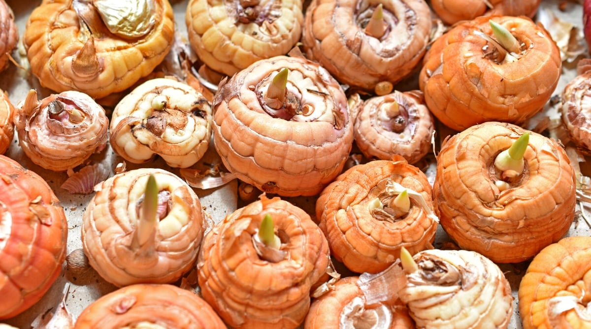 Close-up of Gladiolus bulbs. Gladiolus bulbs are small, rounded, and flattened structures with a papery outer covering, usually featuring a brown or tan, fibrous tunic. They have a pointed tip at the top from which the growing shoot emerges.