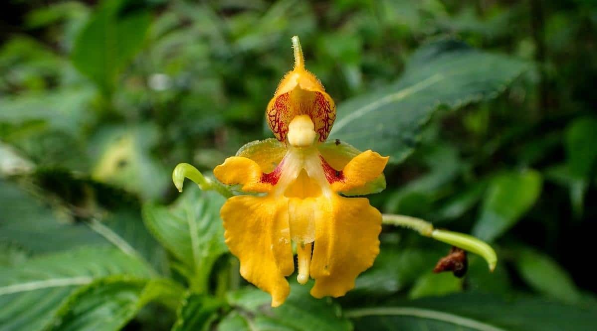 Yellow Jewelweed