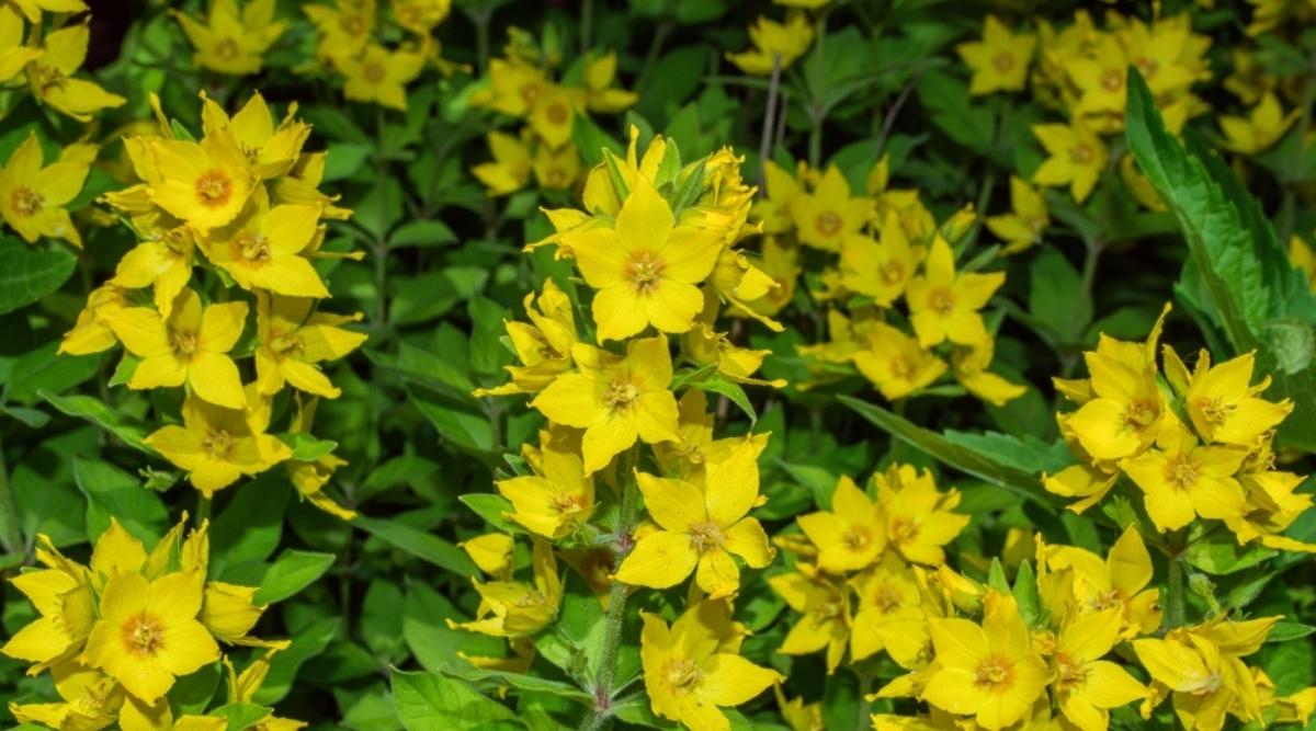 Yellow Loosestrife