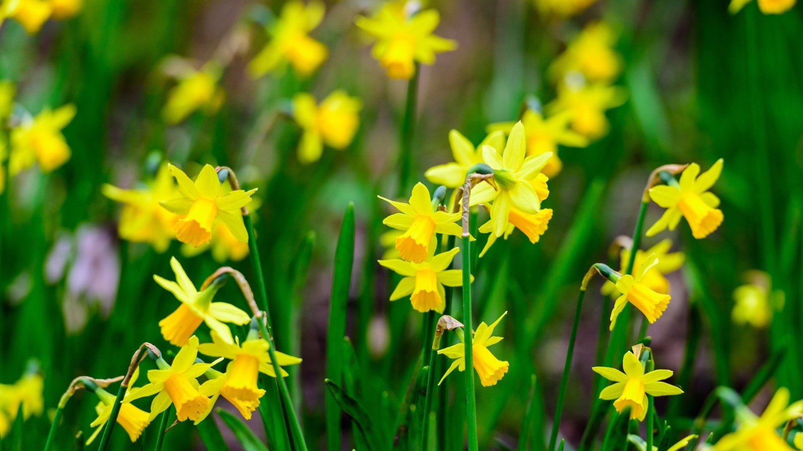 A close-up of Tête-à-tête daffodils displaying petite golden blooms, charming in their miniature size. Adorned with intricate details, each flower showcases a central cup framed by six pointed petals, resembling a tiny sunburst. Their slender, grass-like leaves provide a verdant backdrop to their cheerful blooms.