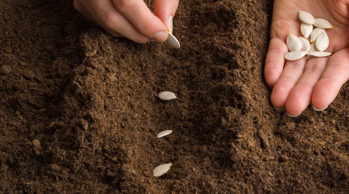 This close-up shows a person planting pumpkin seeds in a garden bed. The person’s right hand carefully places a single seed into a shallow furrow in the soil, while their left hand holds several more seeds ready for planting. The soil is dark and granular, and there are already a few seeds lined up neatly in the furrow. 
