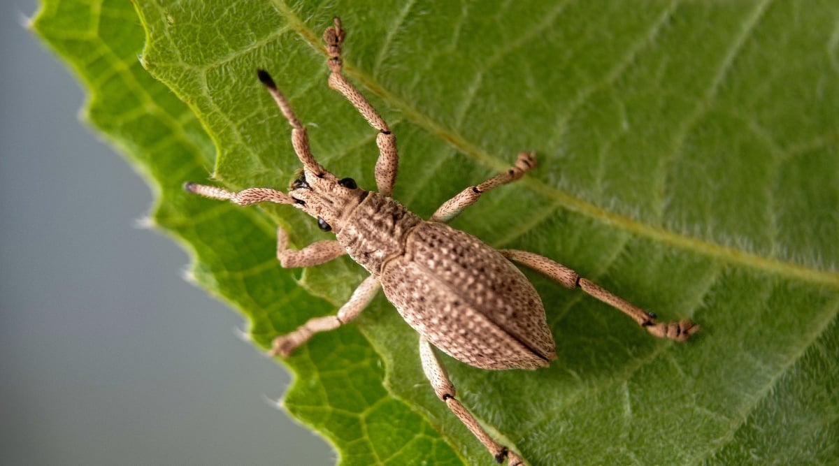 A detailed close-up of a brown weevil resting on a pecan leaf. The intricate patterns on the weevil's exoskeleton resemble the texture and coloration of wood.