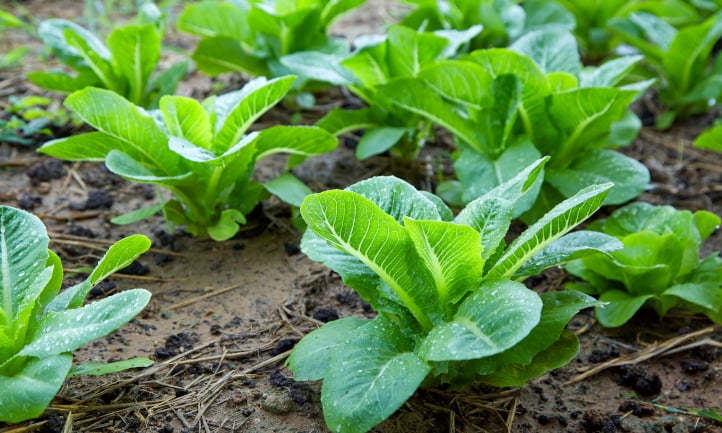 Young cabbage plants