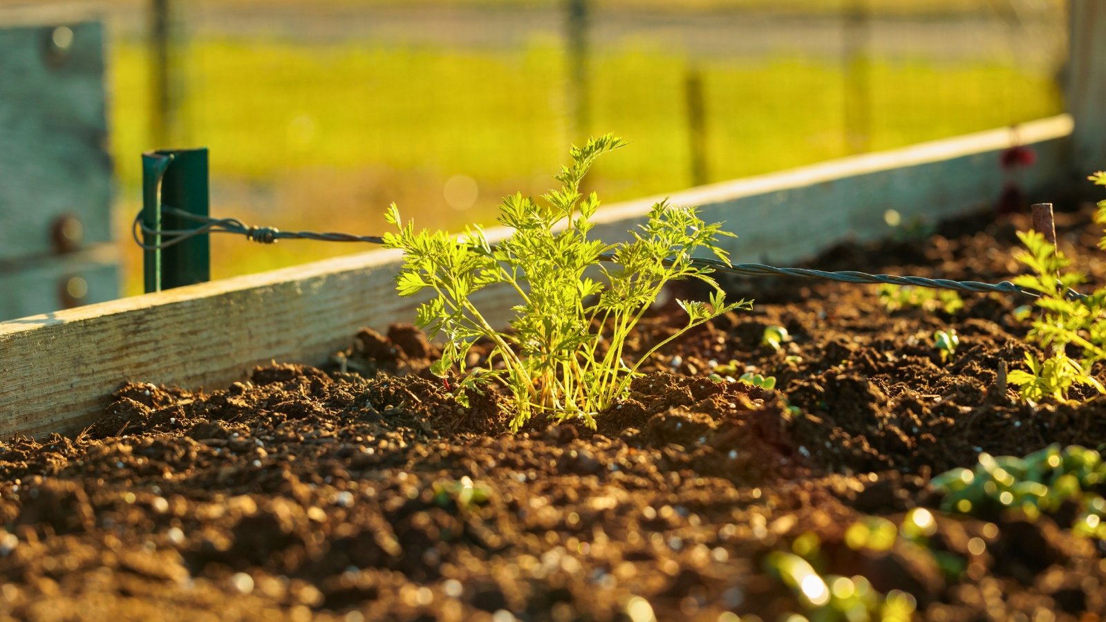 A thriving young carrot plant bathed in sunset hues, planted in rich brown soil within a raised bed bordered by wooden edges.