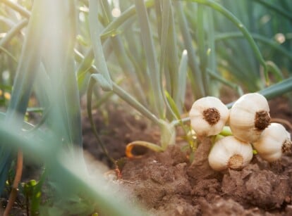 Fresh young garlic bulbs rest on the rich, brown soil, their papery skins gleaming in the sunlight. Vibrant green leaves emerge from the earth, showcasing their slender, pointed tips, eager to bask in the nourishing soil's embrace.