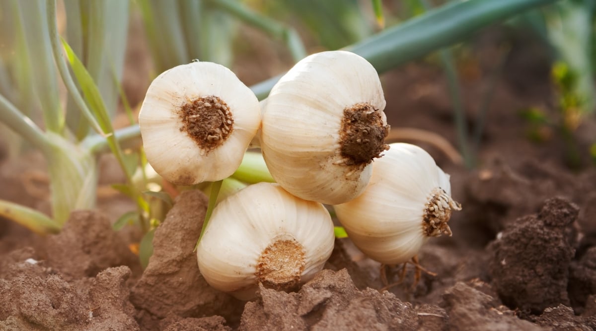 Several freshly harvested garlic bulbs sitting on top of a pile of loose soil, with some dirt still clinging to their roots. Verdant garlic stalks stand tall behind the bulbs waiting their turn to be unearthed, carrying the promise of future harvests.
