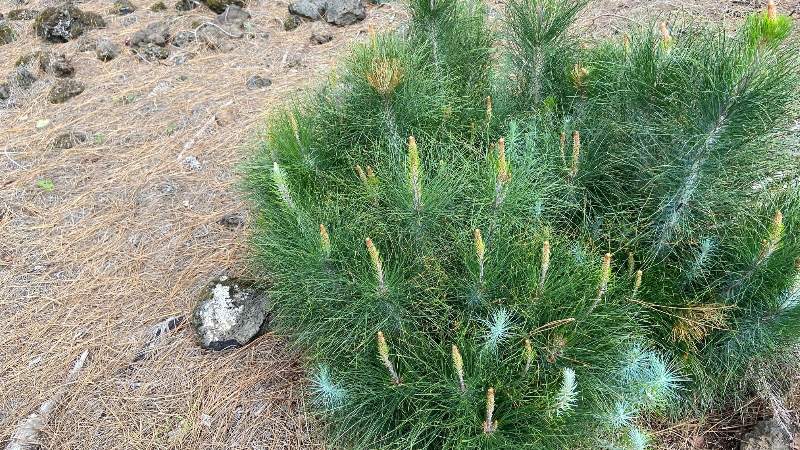 A petite Canary Island pine boasting feather-like leaves that sway gently in the breeze, creating a picturesque natural scene.