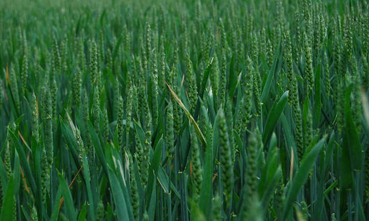 Young green wheat