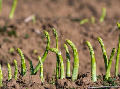 Vibrant green Asparagus officinalis shoots sprouting from dark brown soil, with some bending slightly.