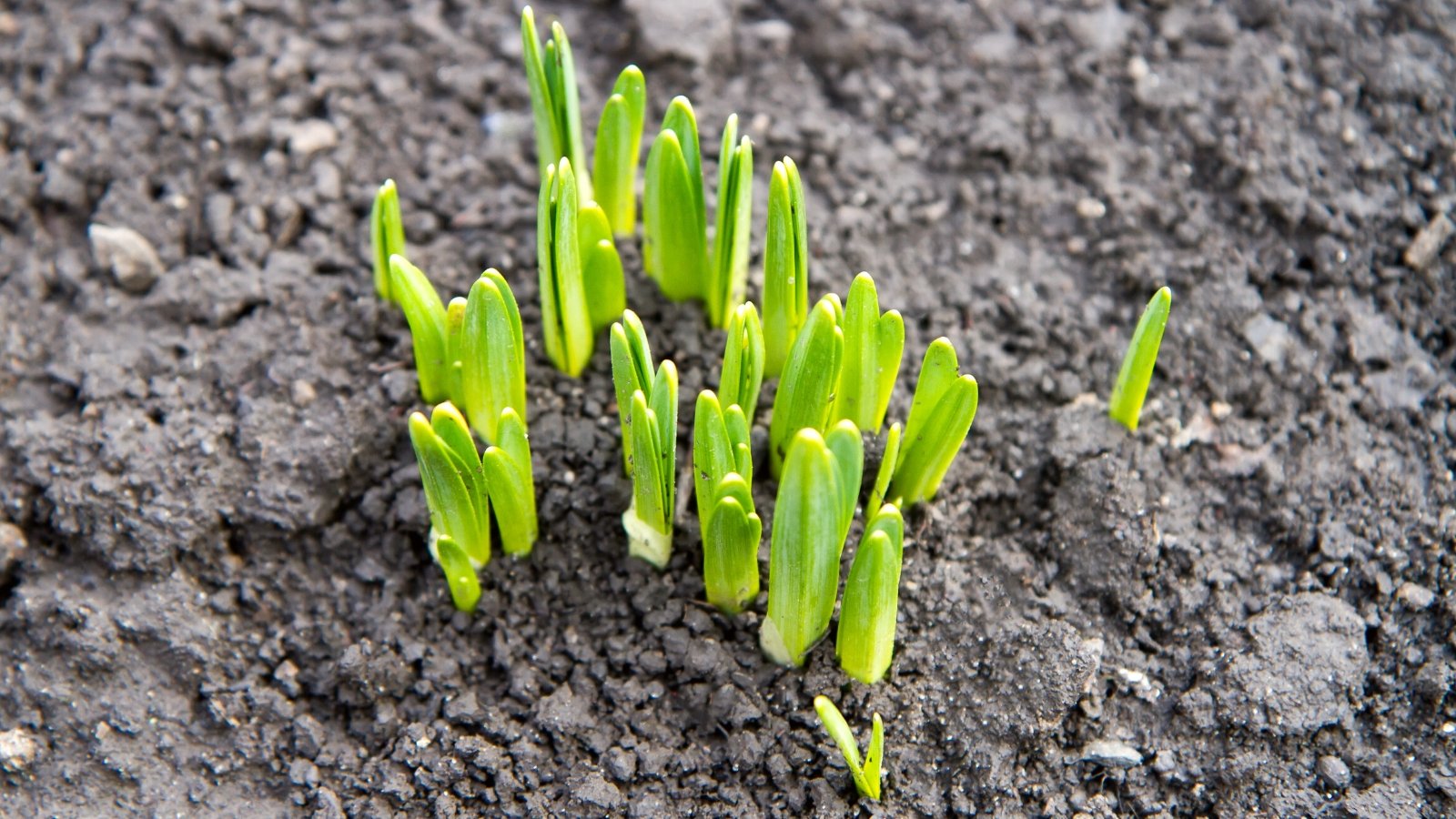 Close-up of young shoots of daffodils in a spring garden. A daffodil sprout emerges from the soil as a slender, pale green shoot, adorned with several long, narrow leaves arranged in a basal rosette. These leaves are smooth, slightly succulent, and have a green color.