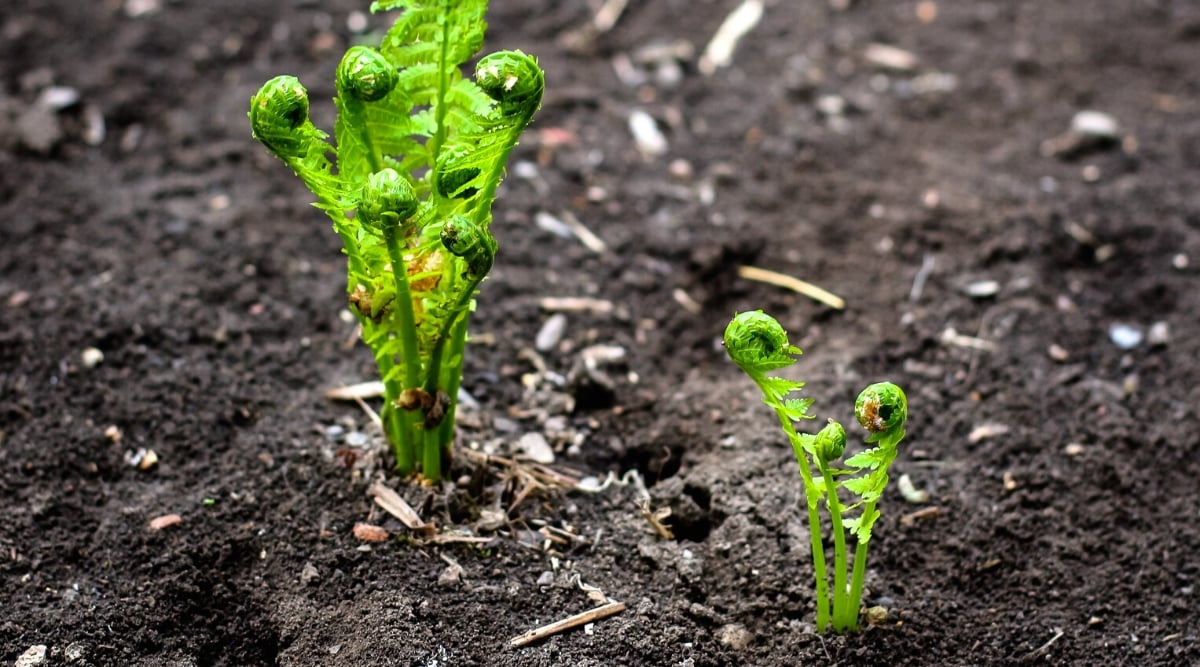 Close-up of young Ostrich ferns in the garden. The plant has vertical stem pinnate leaves, which consist of many leaflets located on either side of the central stem. These leaflets resemble feathers, dissected, and bright green in color.