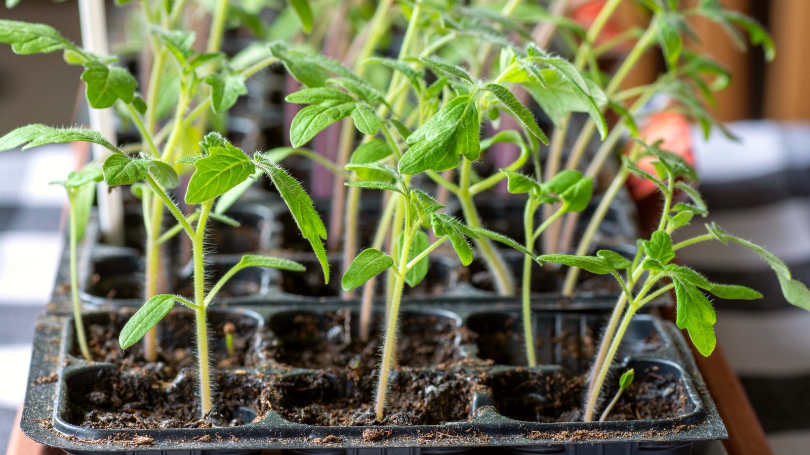 Close-up of young tomato seedlings in starting trays indoors. Young tomato seedlings display a delicate and tender appearance, characterized by their slender stems and tiny, bright green leaves. These seedlings produce oval green leaves with jagged edges.
