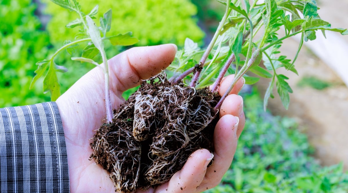 Close-up of a man's hand holding several young tomato seedlings with small root balls. The seedlings have upright pinkish-green hairy stems with small, serrated, compound leaves of bright green color.