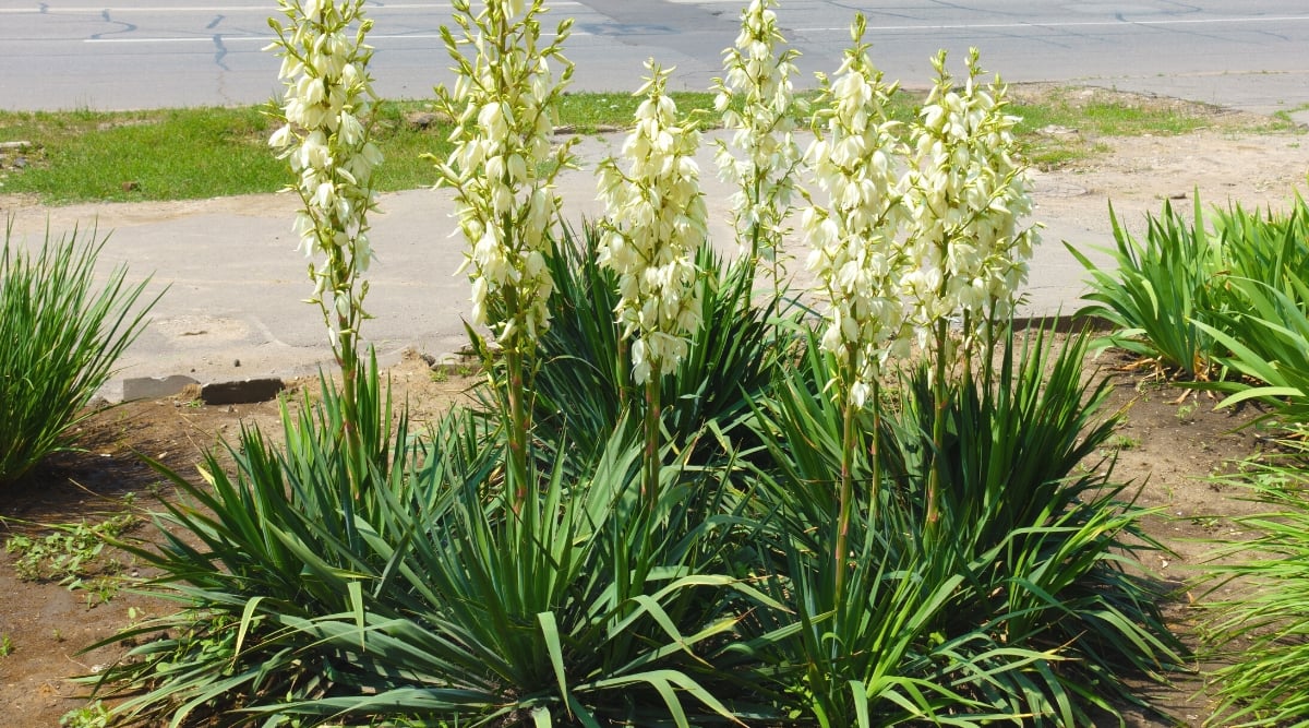 Yucca filamentosa, commonly known as Adam's needle, growing in a sunny garden. The plant is shaped like a rosette, the leaves emerge from the central base and diverge outwards. The leaves of Yucca filamentosa are long and xiphoid, green in color. Yucca filamentosa produces tall flowering stems. These strong erect stems emerge from the center of the rosette and bear numerous bell-shaped flowers. The flowers are hanging, that is, hanging down, creamy white.