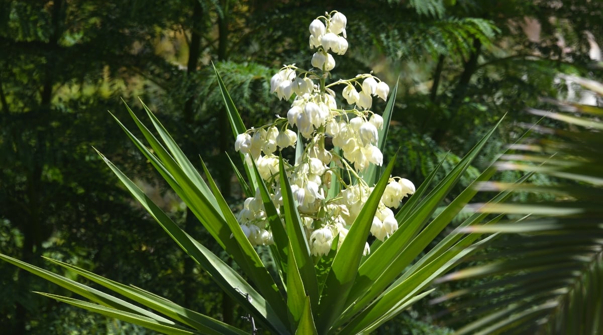 Close-up of a blooming Yucca in a sunny garden. Yucca is characterized by its striking rosettes of stiff, sword-like leaves. The leaves are long, narrow, and green, forming a dense, architectural cluster. The plant produces tall spikes bearing clusters of bell-shaped white or creamy flowers.
