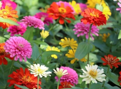 A close-up of Zinnia flowers reveals a vibrant array of colors, from fiery reds to delicate pinks and sunny yellows. Surrounding these blossoms are lush green leaves and slender, elegant stems that support the floral display.