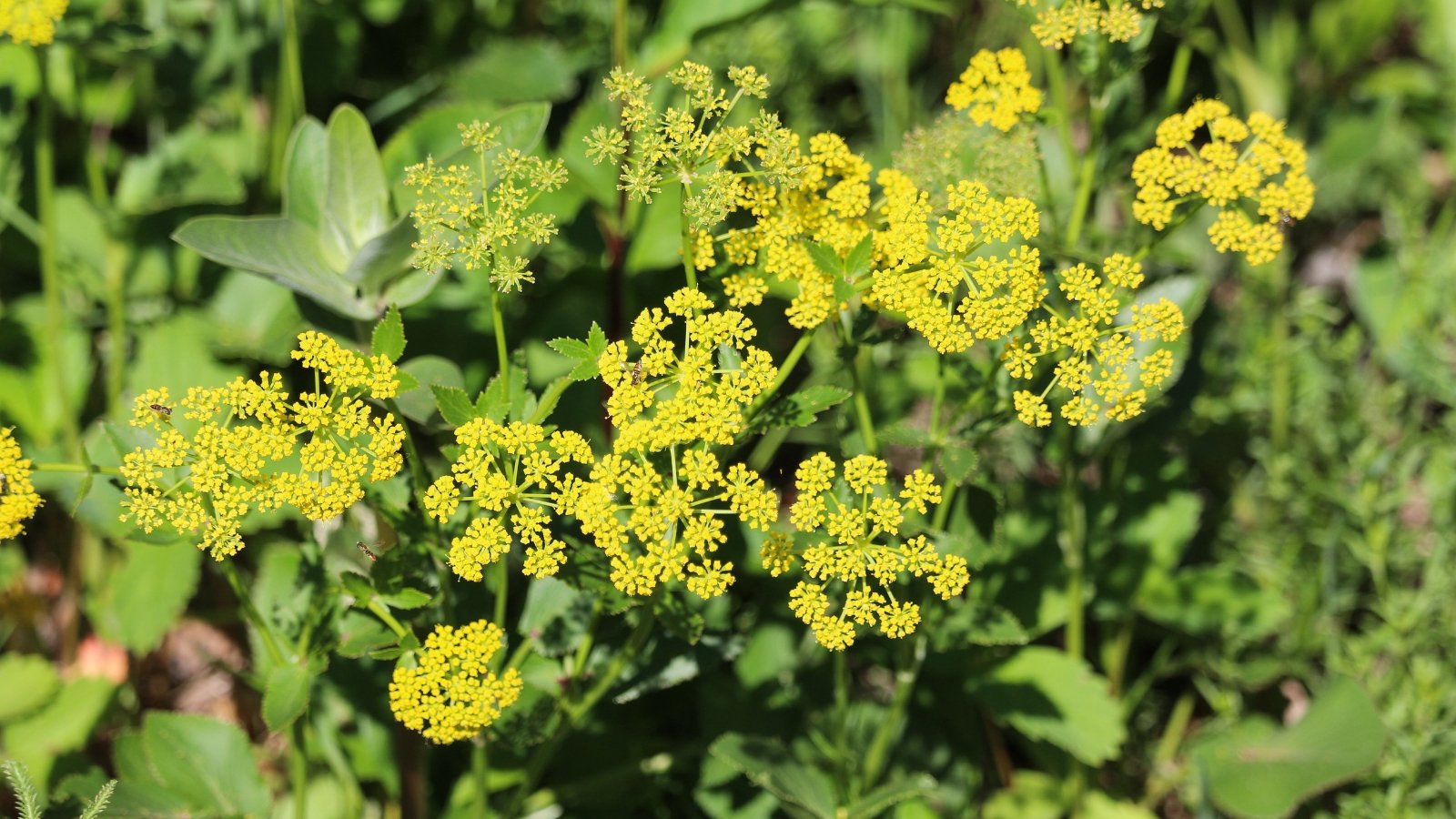 Close-up of bright yellow, umbrella-shaped flower clusters nestled among lush green leaves and stems.