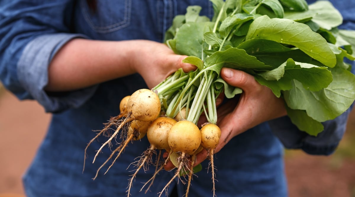 Close-up of female hands holding a large bunch of freshly picked Zlata radish against a blurred background. The gardener is wearing a dark blue denim shirt. Zlata is a type of radish with a golden skin and a mild, slightly sweet taste. The roots are round in shape and the leaves are large, wide, oval in shape, with slightly wavy edges.