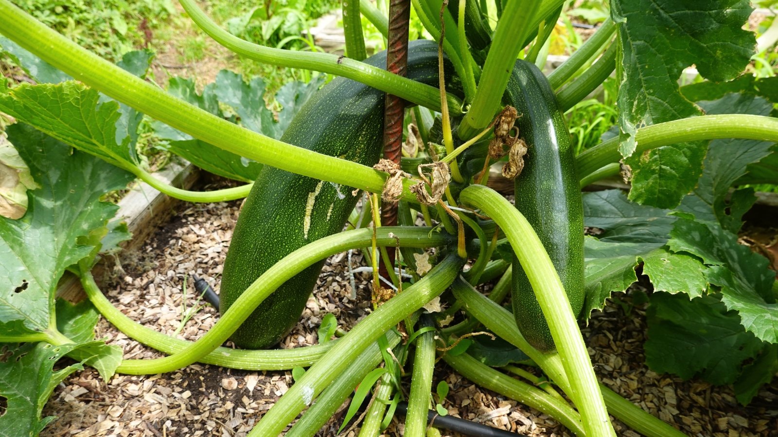 Zucchini plants feature large, broad leaves and produce elongated, cylindrical fruits with a shiny, dark green skin.